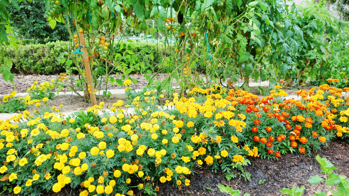 Companion Planting Guide