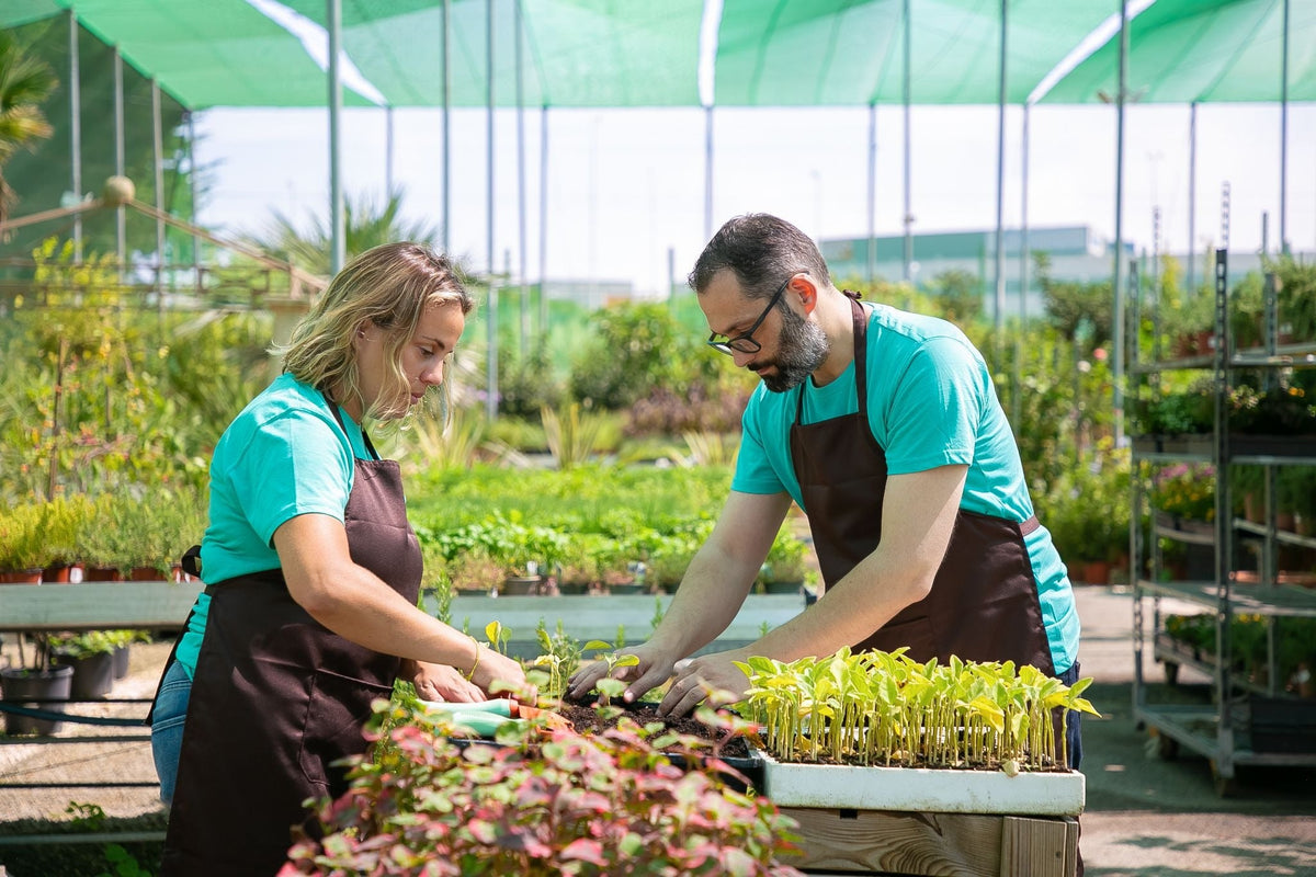 What To Grow In A Greenhouse For Beginners