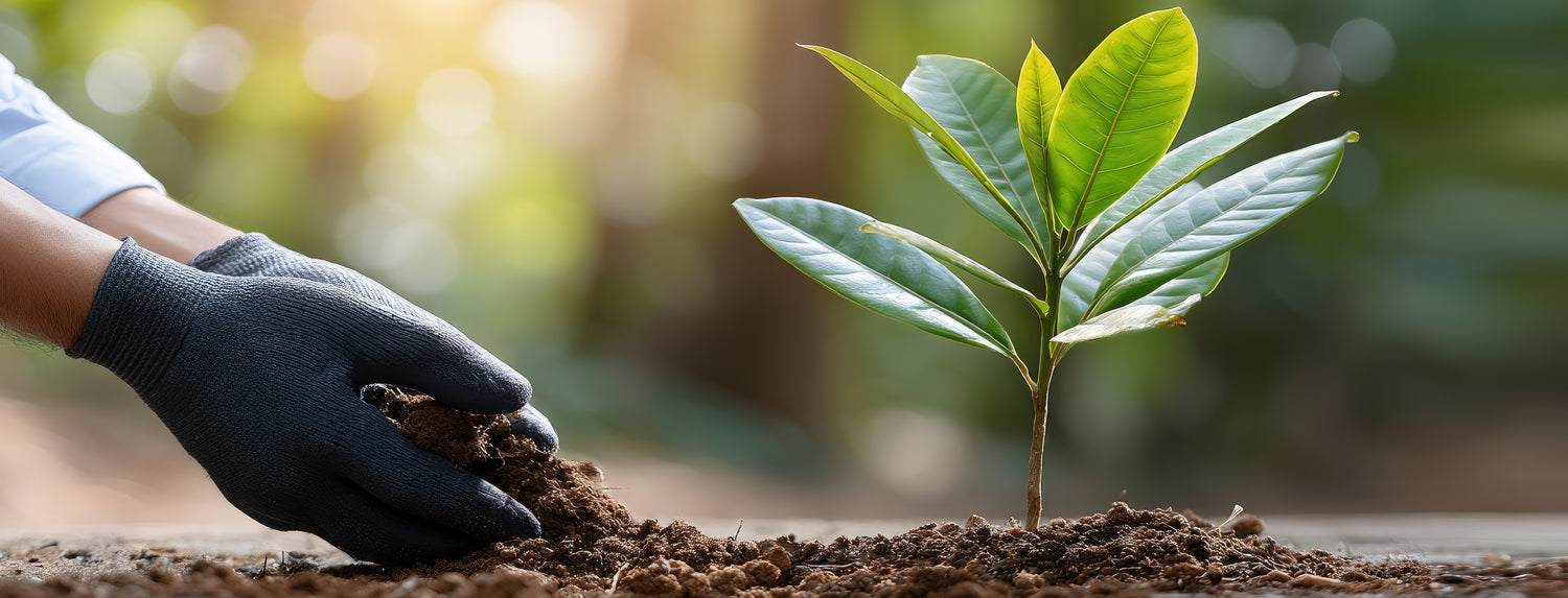 Hand planting a small tree in soil with a blurred natural background
