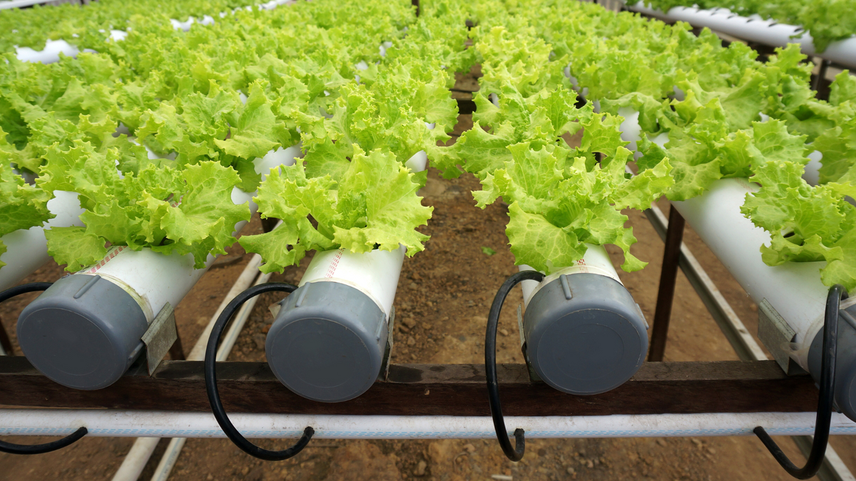 Hydroponic Greenhouse