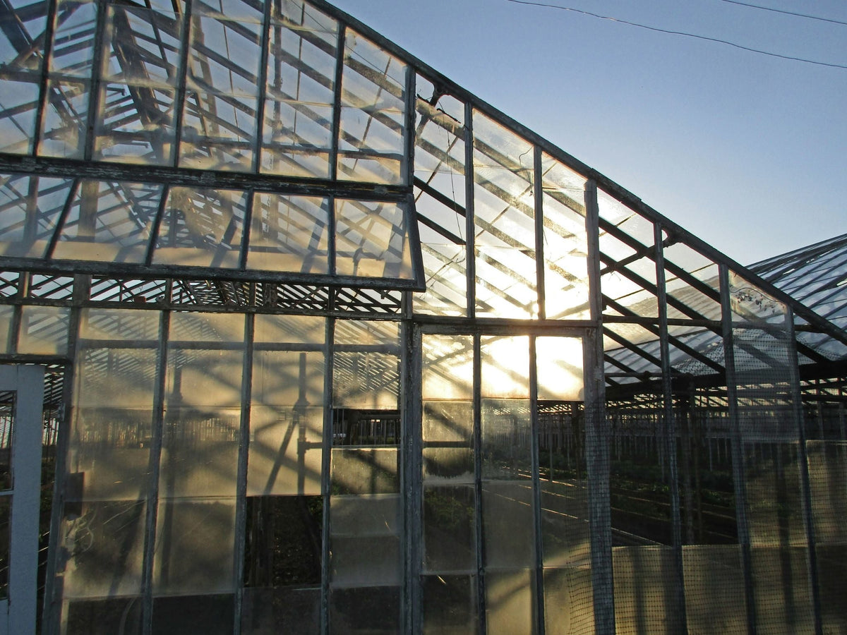 Polycarbonate vs. Glass Greenhouse