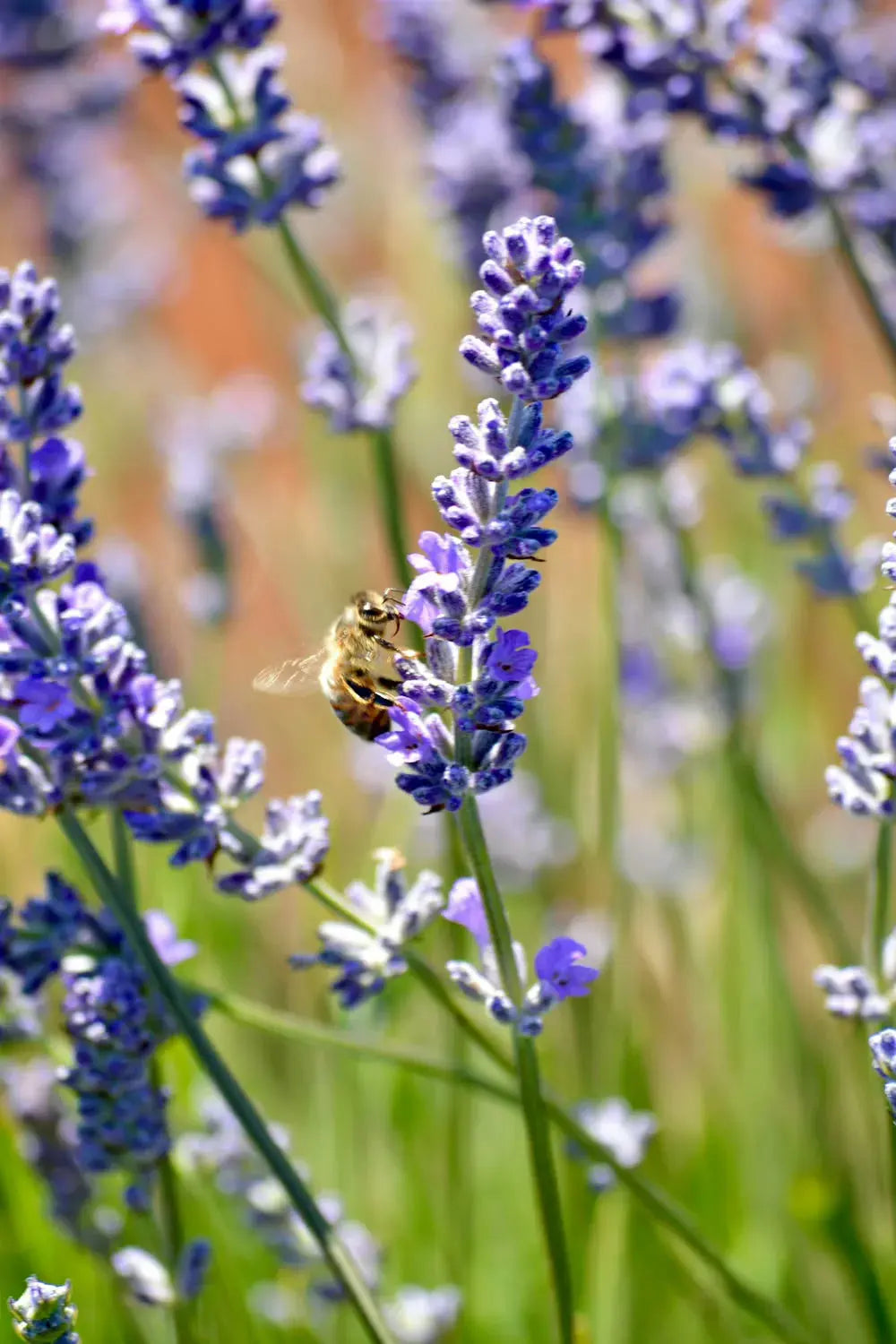 How to Attract Bees to your Greenhouse Grandio Greenhouse