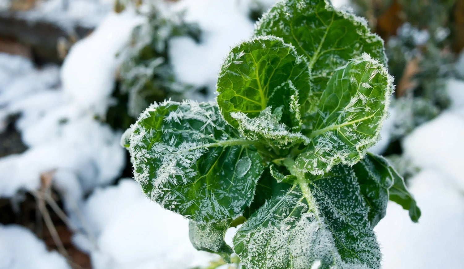 What Is Frost and How Does It Damage Plants? Grandio Greenhouse