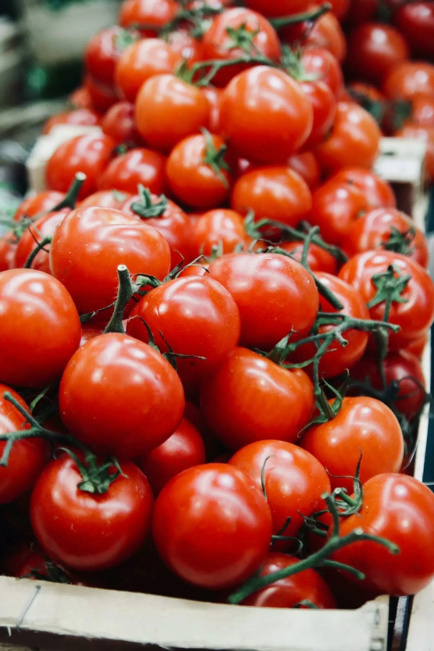 The Best Tomatoes to Grow in a Greenhouse Grandio Greenhouse
