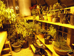 Grandio Elite greenhouse at night, alternate view